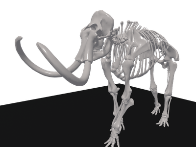 Elephant Skull 3d Model Free