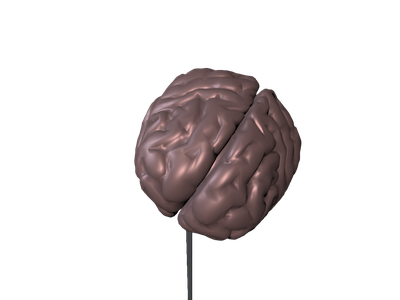 Brain