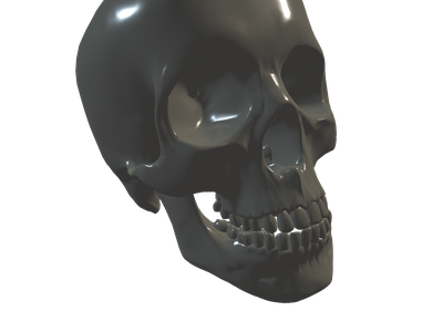 Elephant Skull 3d Model Free