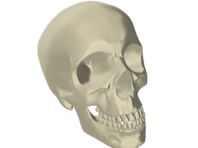 Skull 3d Model Free Download